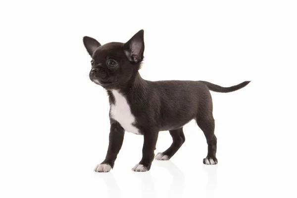 Chihuahua puppy dog — Stock Photo, Image