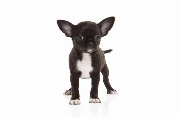 Chihuahua puppy dog Stock Picture
