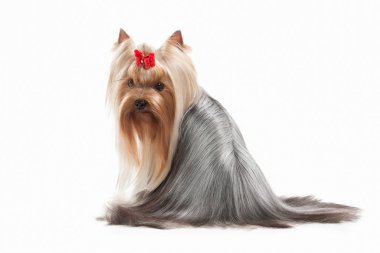 Köpek. Beyaz arka plan üzerinde teriyer köpek yavrusu