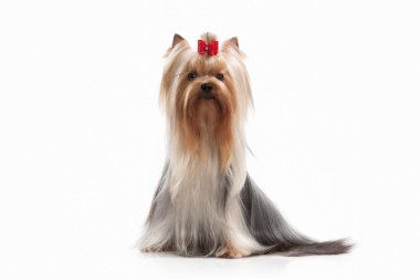 Köpek. Beyaz arka plan üzerinde teriyer köpek yavrusu