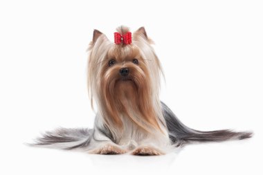 Köpek. Beyaz arka plan üzerinde teriyer köpek yavrusu