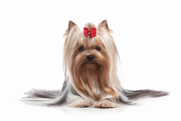 Hund. Yorkie valp på vit bakgrund — Stockfoto