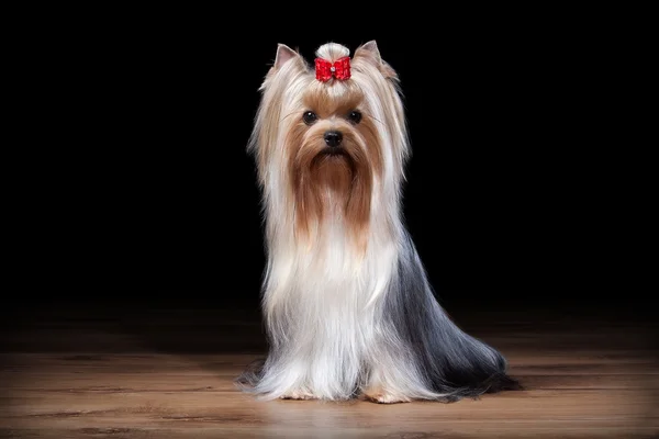 Cão. Cãozinho Yorkie na mesa com textura de madeira — Fotografia de Stock