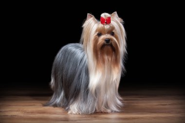 Köpek. Ahşap doku ile tabloda teriyer köpek yavrusu