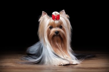 ahşap doku ile tabloda teriyer köpek yavrusu