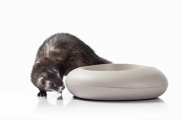 Old ferret with grey bowl — Stock Photo, Image