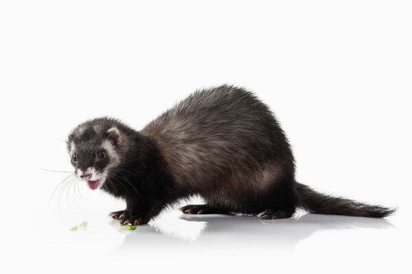 Старый хорек на белом фоне
