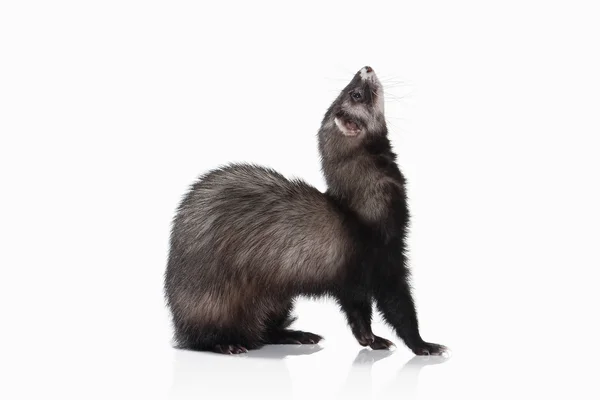 Oude ferret op witte achtergrond — Stockfoto