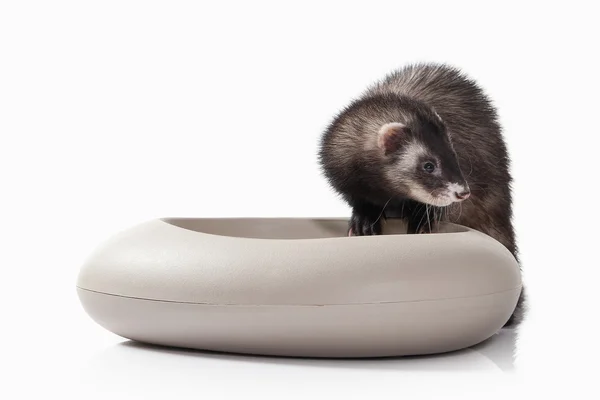 Old ferret with grey bowl — Stock Photo, Image