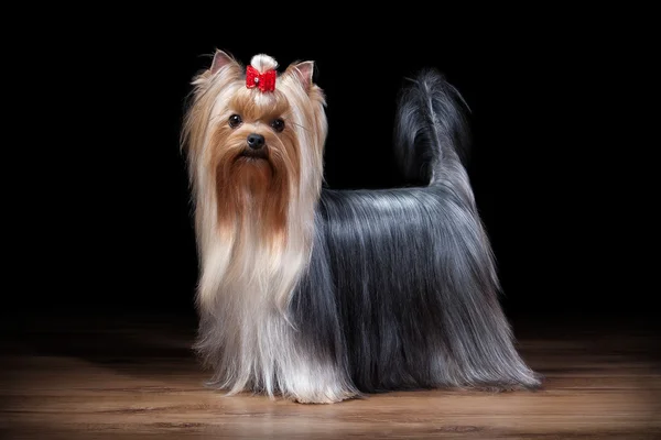 Cão. Cãozinho Yorkie na mesa com textura de madeira — Fotografia de Stock