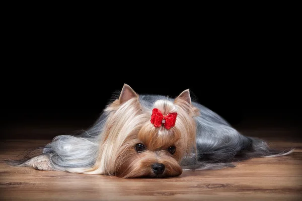 Ahşap doku ile tabloda teriyer köpek yavrusu — Stok fotoğraf