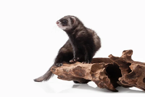 Oude ferret op stomp — Stockfoto