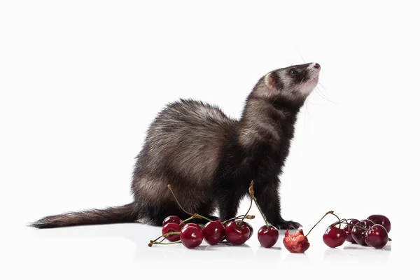 Old ferret with cherries — Stock Photo, Image