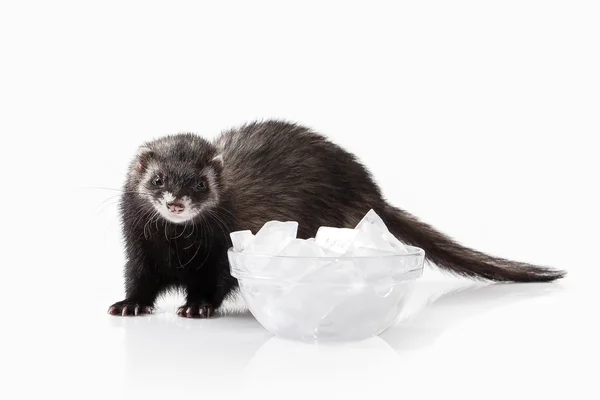 Old ferret and dish with ice — Stock Photo, Image