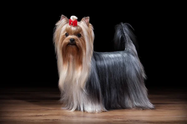 Cão. Cãozinho Yorkie na mesa com textura de madeira — Fotografia de Stock