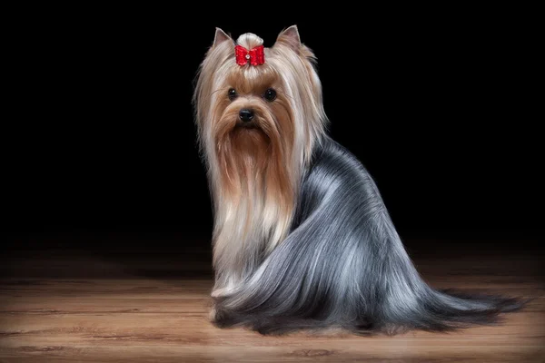 Yorkie filhote de cachorro na mesa com textura de madeira — Fotografia de Stock