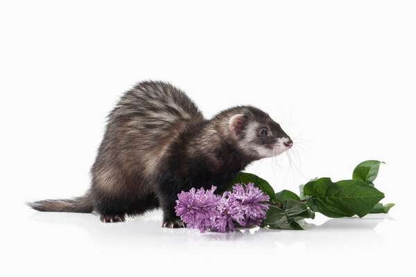 Старый хорек с цветами
