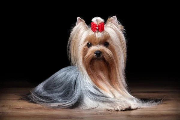 Yorkie pup op tafel met houten textuur — Stockfoto