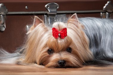Bavul ile teriyer köpek yavrusu