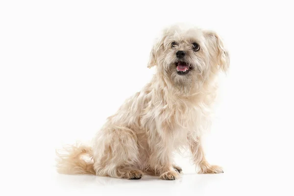 Cão doméstico no fundo branco — Fotografia de Stock