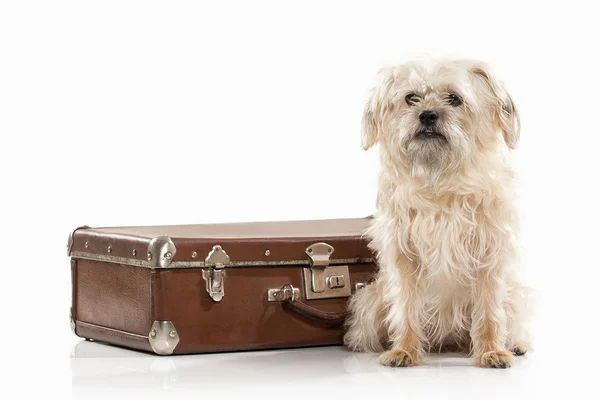 Perro doméstico con maleta —  Fotos de Stock