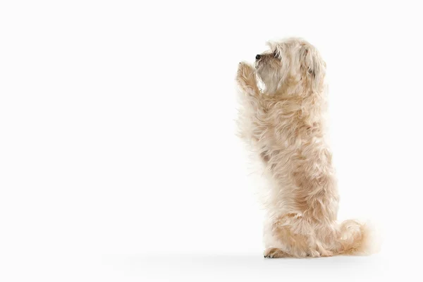 Cão doméstico no fundo branco — Fotografia de Stock