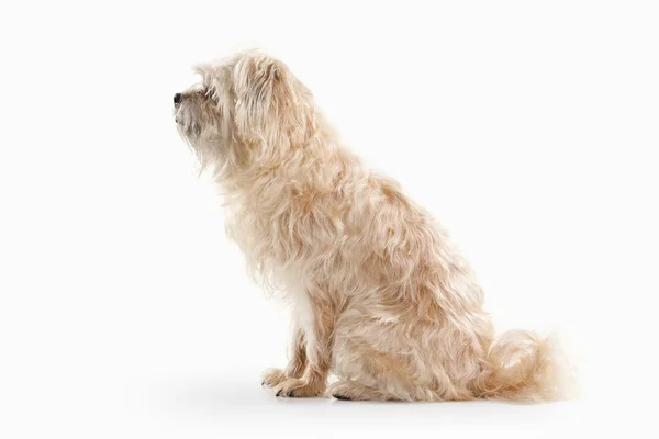 国内的狗，白色背景上 — 图库照片