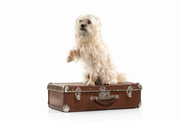 Bavul ile yerli köpek — Stok fotoğraf