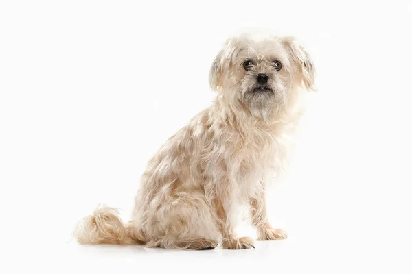 Domestic dog on white background — Stock Photo, Image