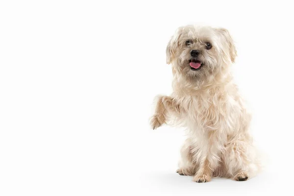 Domestic dog on white background — Stock Photo, Image