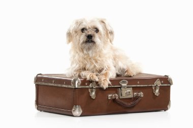 Bavul ile yerli köpek