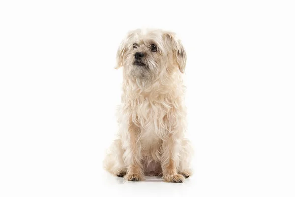 Cão doméstico no fundo branco — Fotografia de Stock