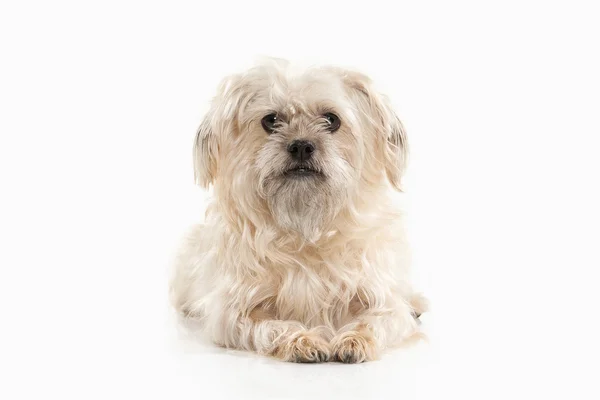 Domestic dog on white background — Stock Photo, Image