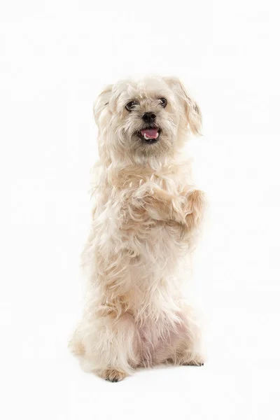 Domestic dog on white background — Stock Photo, Image