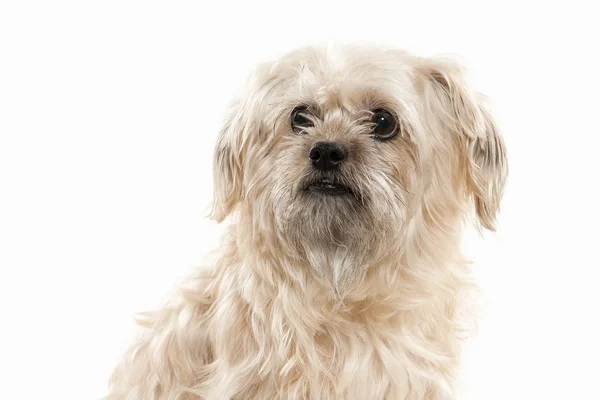 Domestic dog on white background — Stock Photo, Image