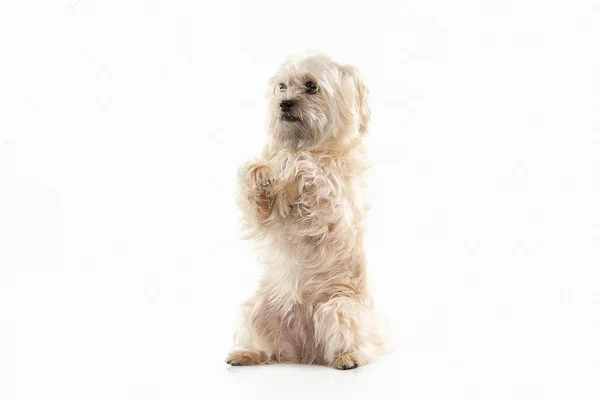 Domestic dog on white background — Stock Photo, Image