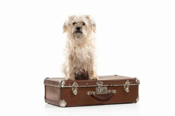 Haushund mit Koffer — Stockfoto
