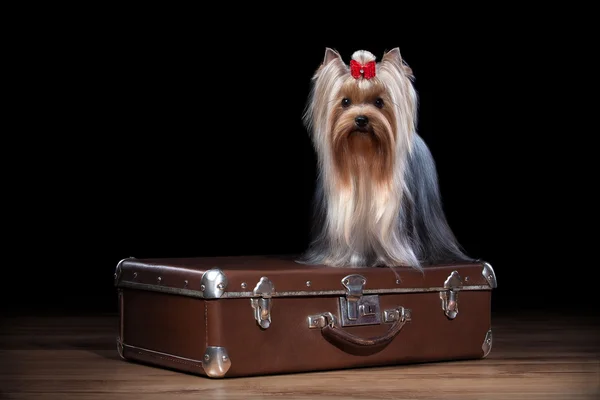 Yorkie puppy with suitcase — Stock Photo, Image