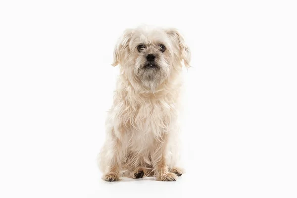 Домашняя собака на белом фоне — стоковое фото