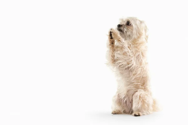 Cão doméstico no fundo branco — Fotografia de Stock