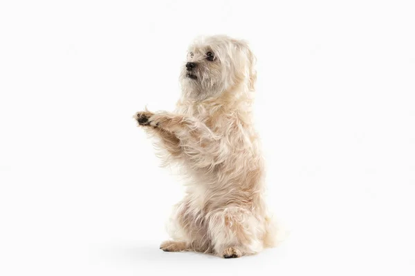 Domestic dog on white background — Stock Photo, Image