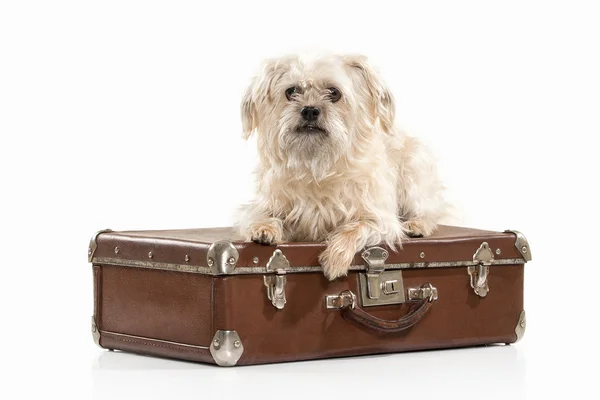 Domestic dog with suitcase — Stock Photo, Image