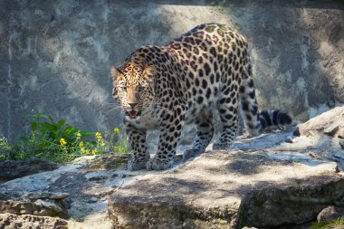 Vahşi kedi. Amur leoparı açık hava kafeste