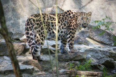 Amur leoparı hayvan