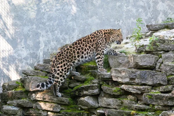 Amur leopardo animal — Foto de Stock