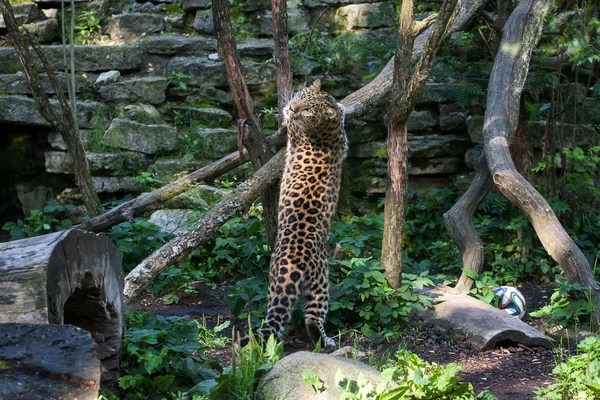 Gato salvaje. Amur leopardo en jaula al aire libre — Foto de Stock