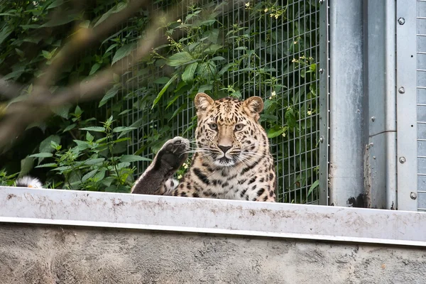 Amur leopardo animal — Foto de Stock