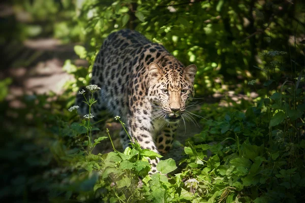 Amur leopardo animal — Foto de Stock