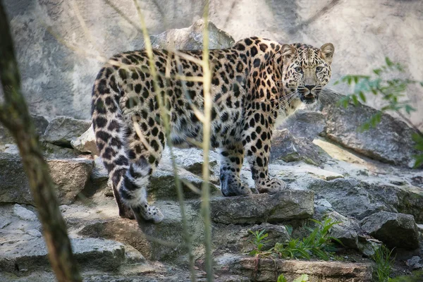 Amur leopardo animal — Foto de Stock