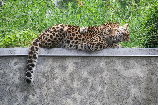 Amur leopardo animal — Foto de Stock
